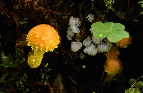 Feuer-Schüppling (Pholiota flammans) - © Michaela und Gernot Friebes